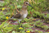 Dunlin 
